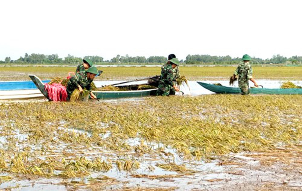 [-]Sau[-]sự[-]cố[-]vỡ[-]đê,[-]nông[-]dân[-]Đồng[-]Tháp[-]như[-]"ngồi[-]trên[-]đống[-]lửa"
